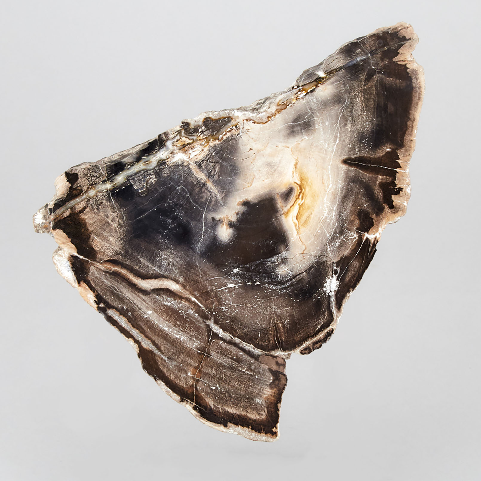 Petrified Wood Specimen
