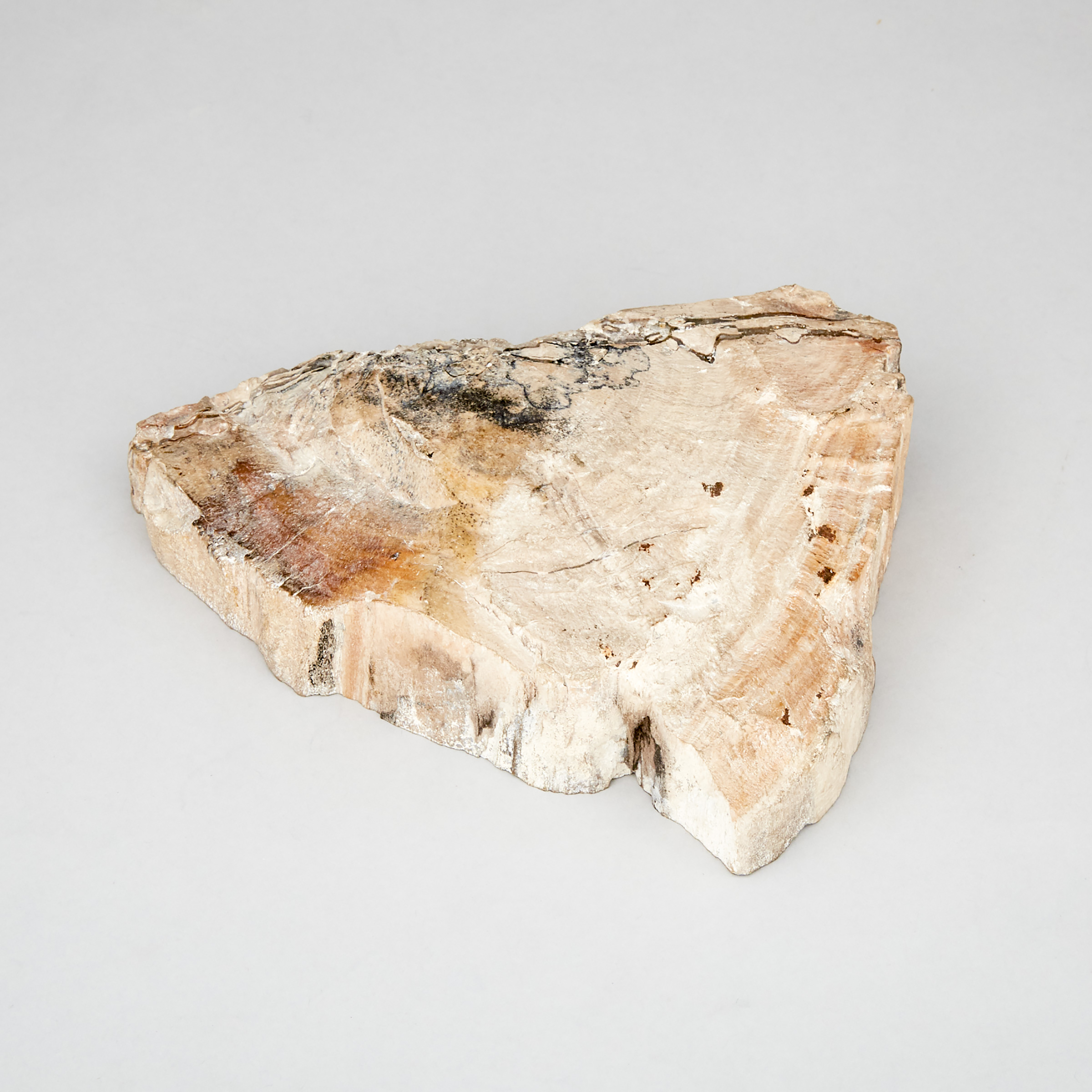 Petrified Wood Specimen