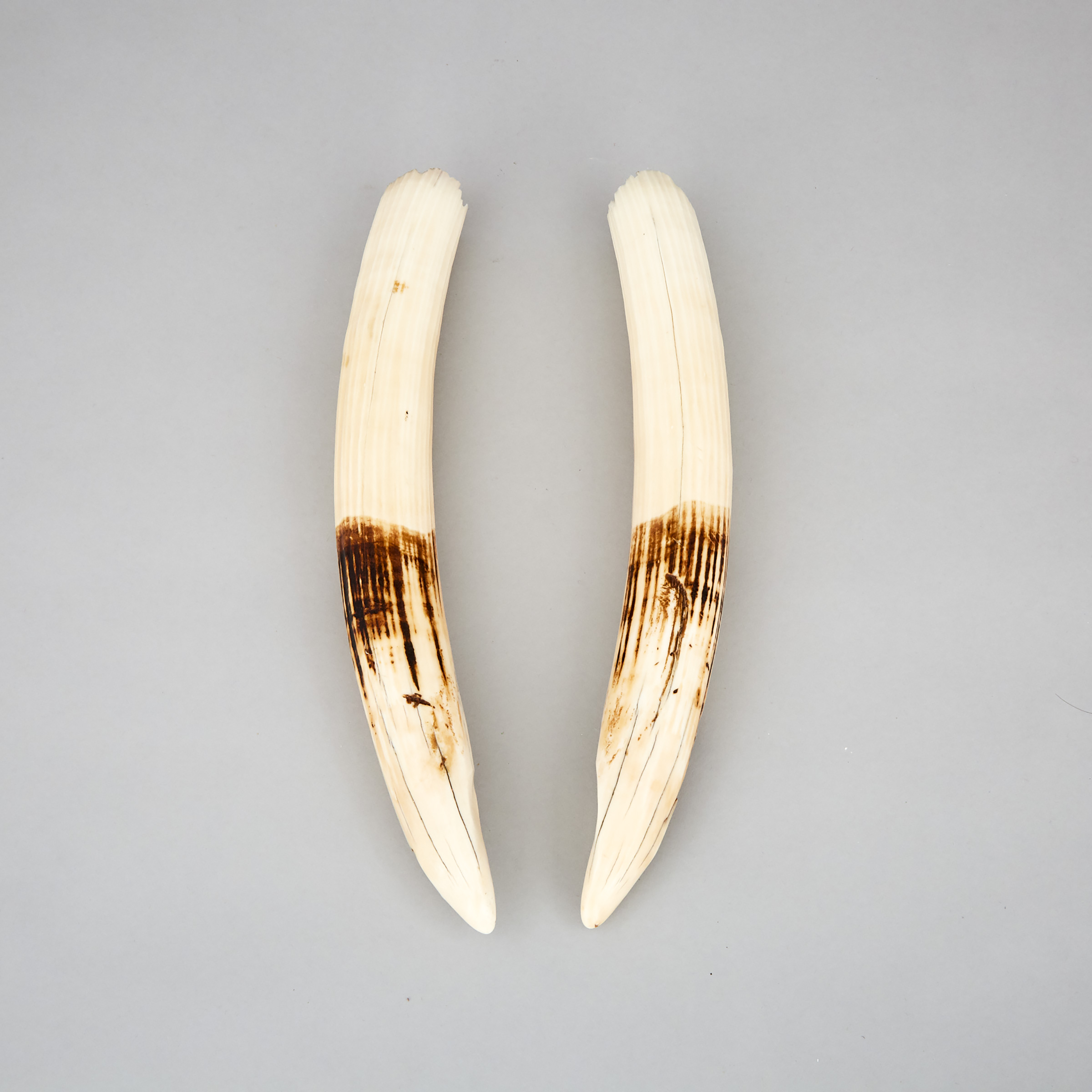Pair of Walrus Tusks, early 20th century