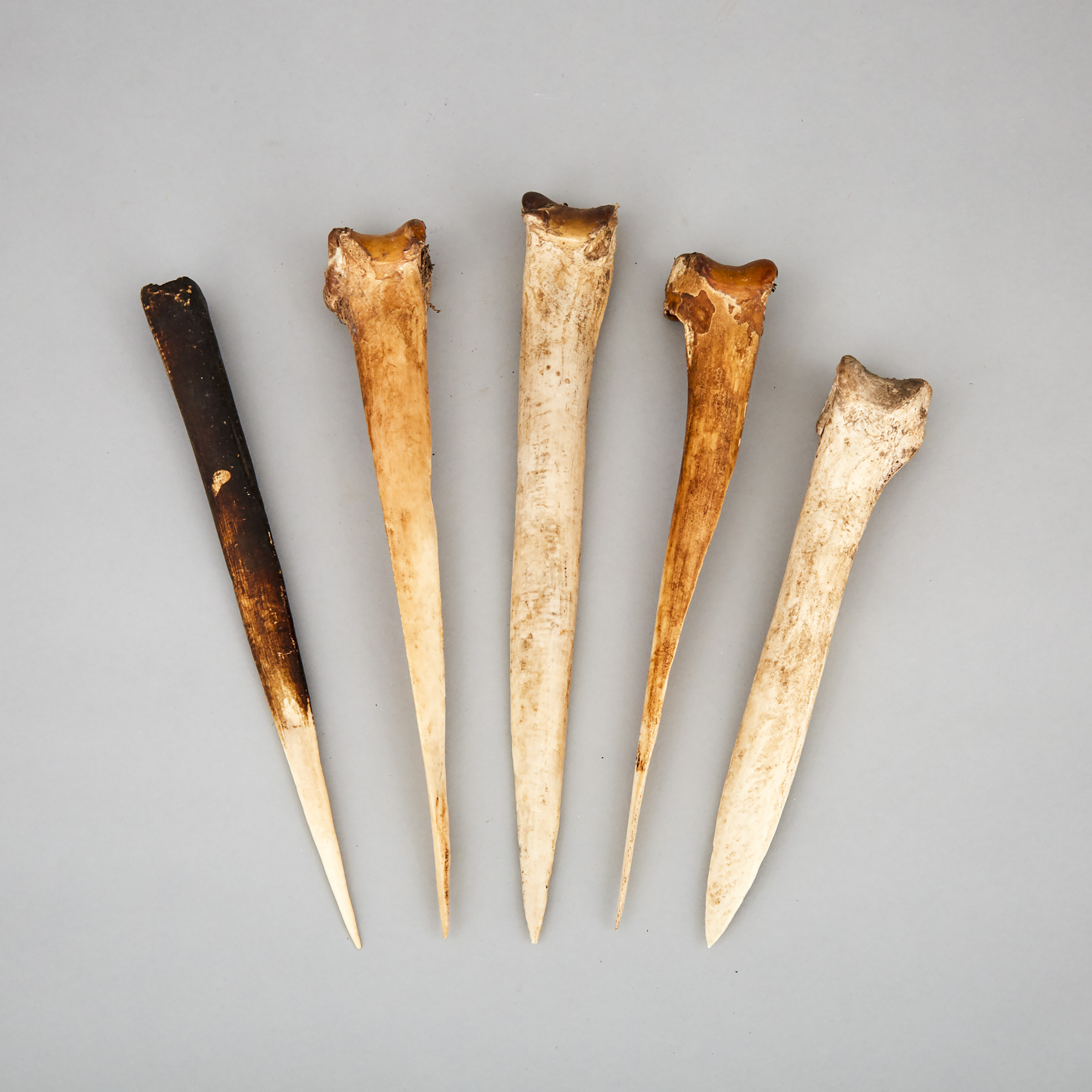 Five Abelam Cassowary Bone Daggers, 19th/20th century