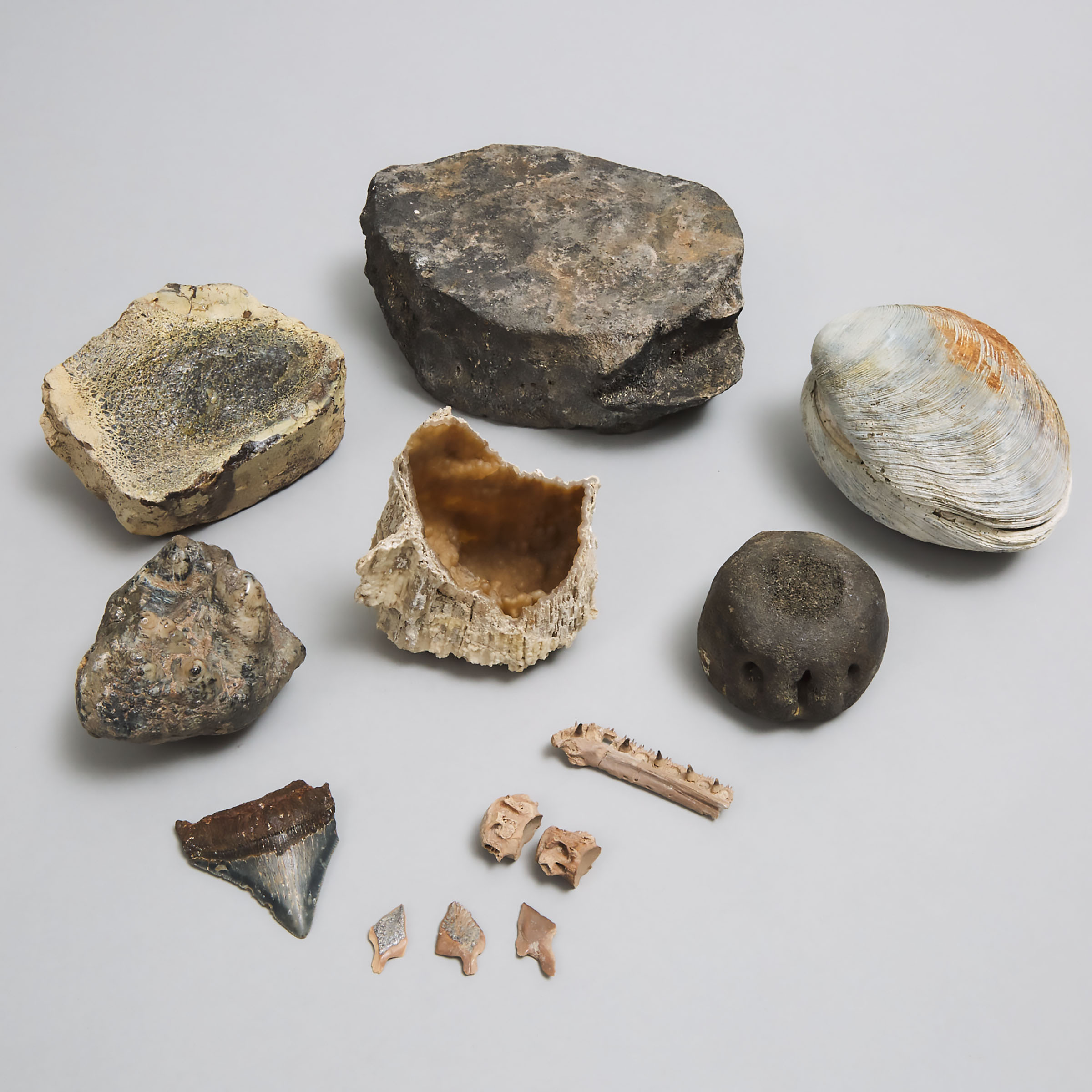Collection of Fossils