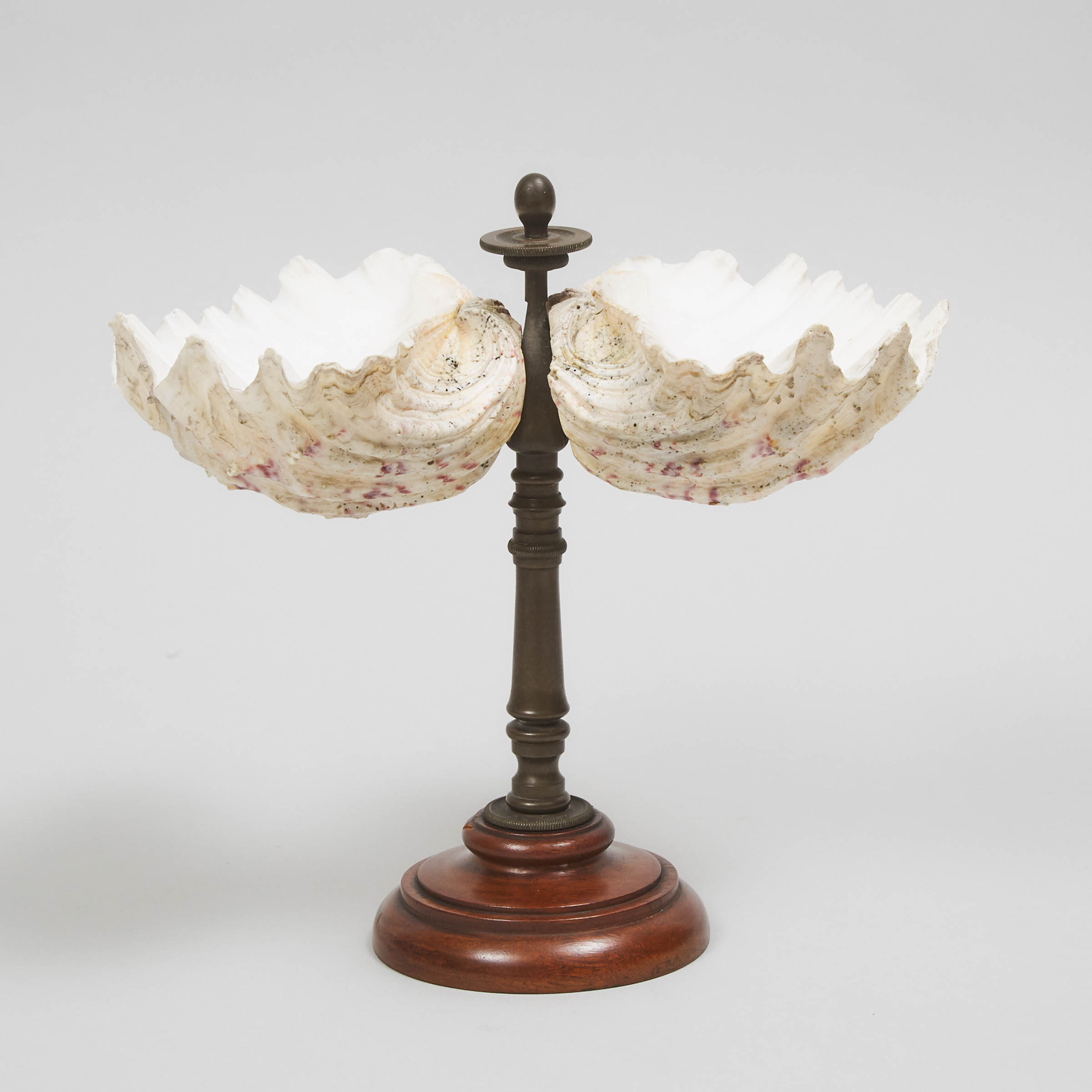 Victorian Natural Sea Shell Dish on Stand, 19th century