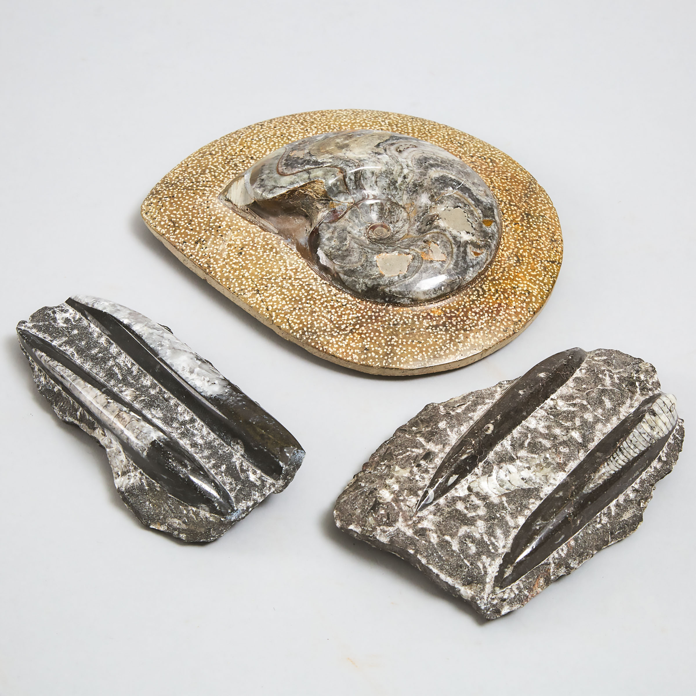 Group of Three Marine Fossils