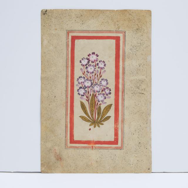 Mughal School, A Double-Sided Botanical Study, 18th Century