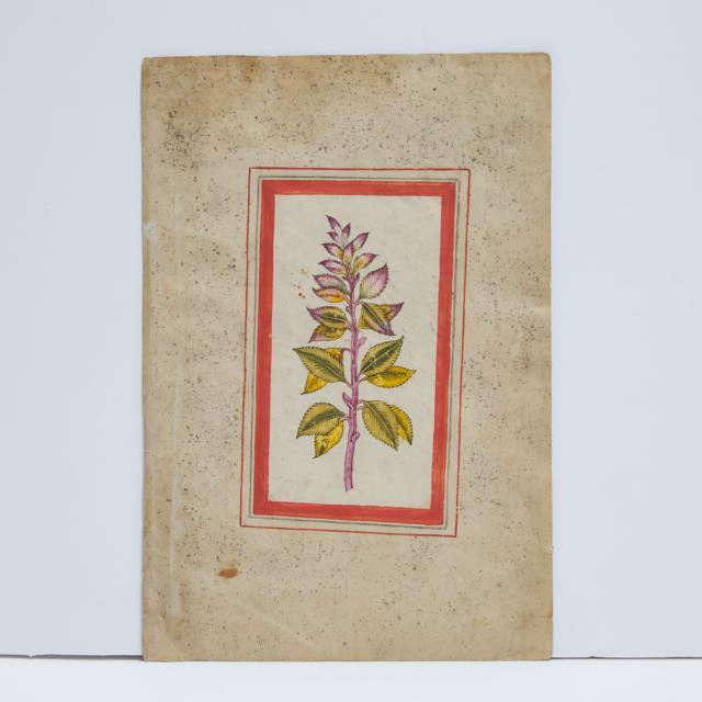 Mughal School, A Double-Sided Botanical Study, 18th Century