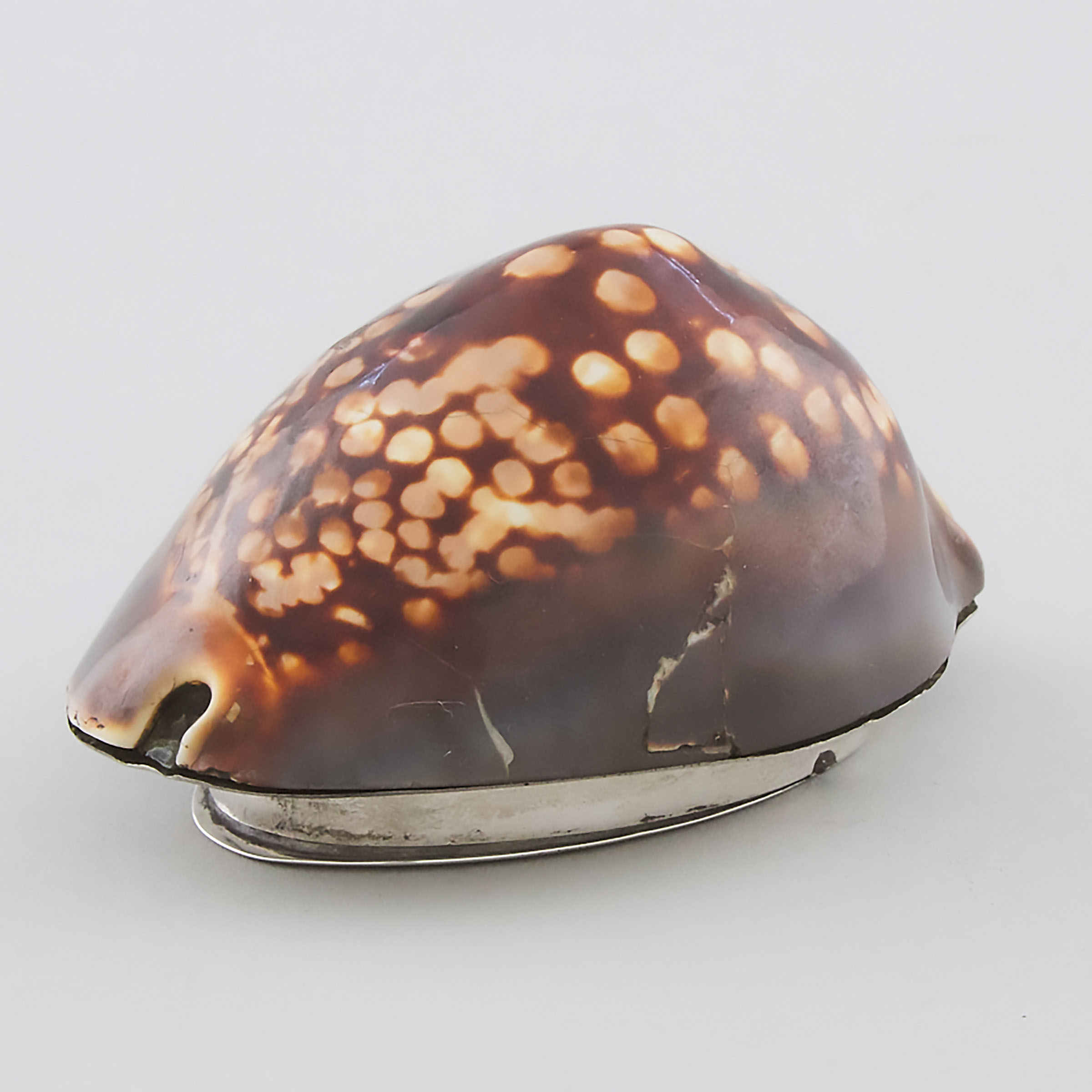 Silver Mounted Cowrie Shell Snuff Box, probably Scottish Provincial, c.1831
