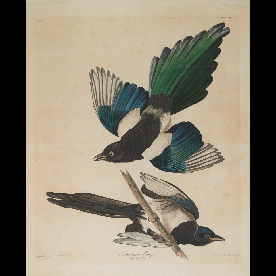 After John James Audubon (1785-1851)