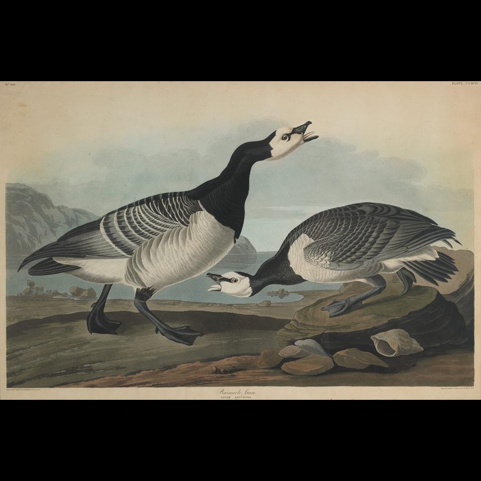 After John James Audubon (1785-1851)