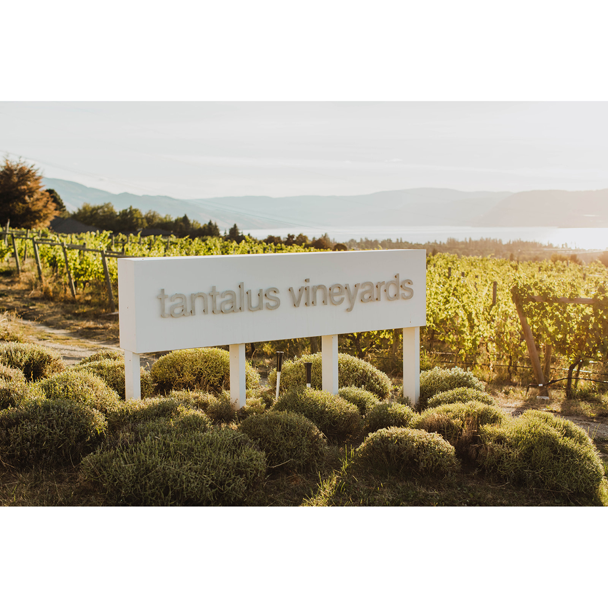 Wine and Dine with Tantalus Vineyards' David Paterson at Blue Water Café