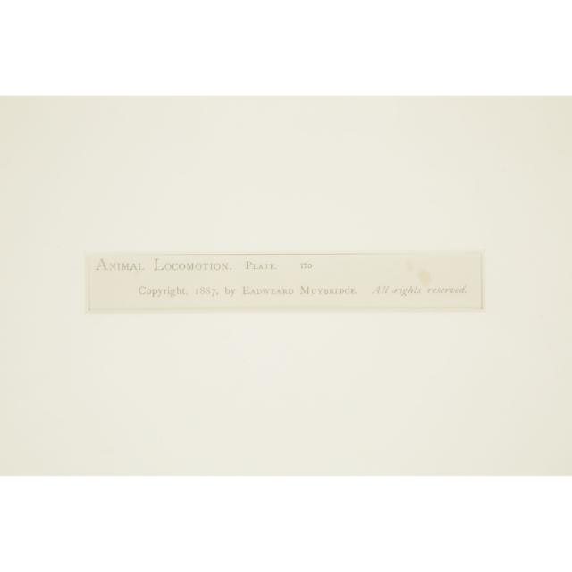Eadweard Muybridge (1830-1904)