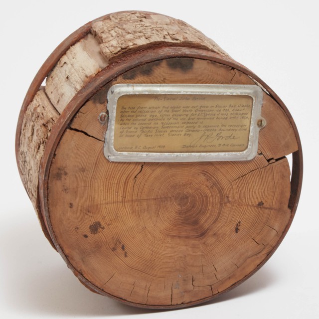 Cross Section of a Pre-Glacial Sitka Spruce, Middle Palaeolithic Era