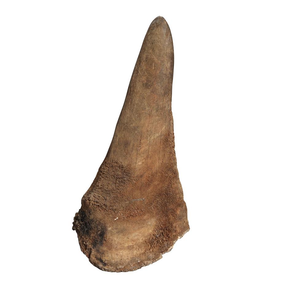 Uncarved Rhinoceros Horn, Prior to 1960