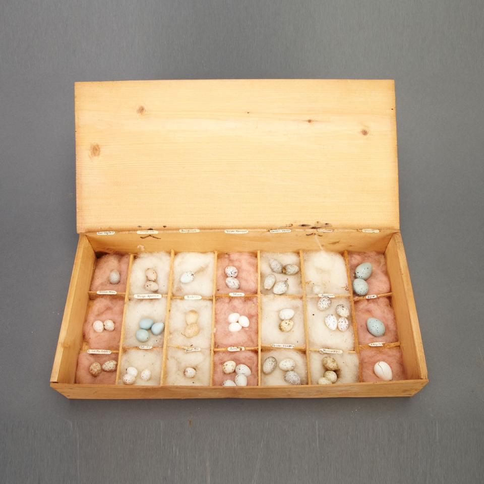 Eastern Ontario Ornithological  Specimen Egg Collector’s Cabinet, 19th century