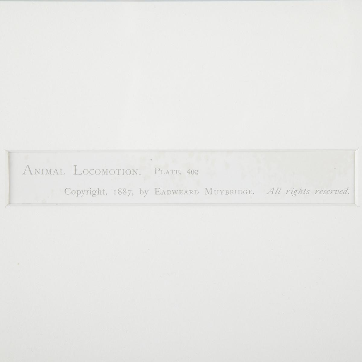 Eadweard Muybridge (1830-1904)  