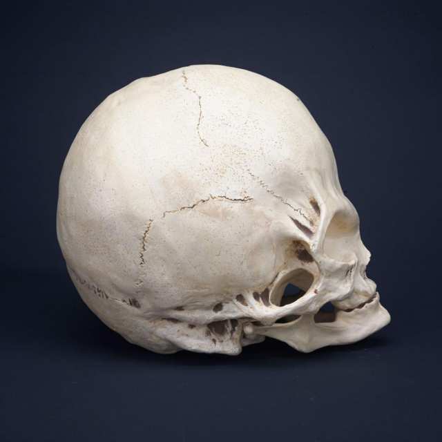 Sideshow Gaff Resin Model of an ‘Alien Skull’, 1997