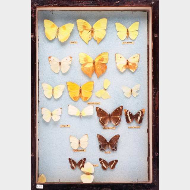 Six Victorian Lepidopterological Cases