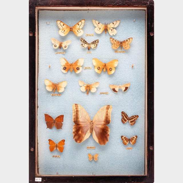 Six Victorian Lepidopterological Cases
