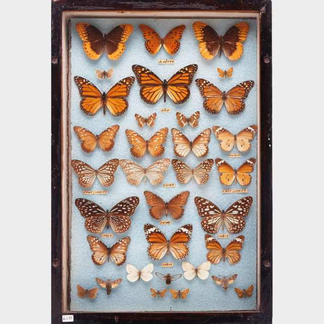 Six Victorian Lepidopterological Cases, 19th century