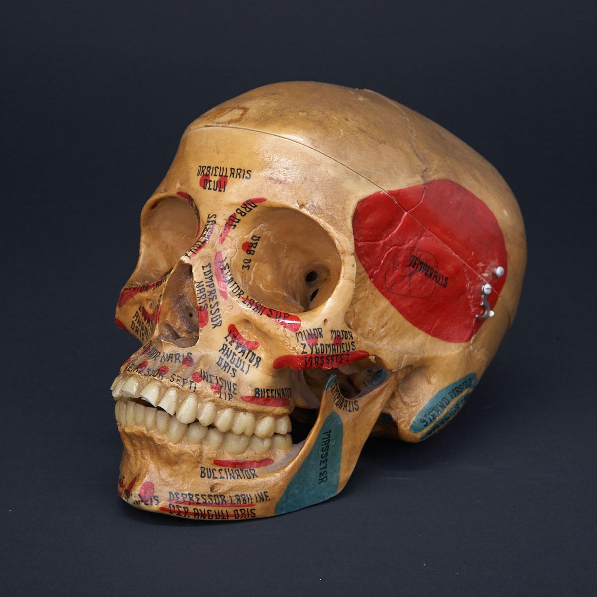 Polychromed Resin Anatomical Study Model of Human Skull, Medical Plastics Lab, Texas, mid 20th century