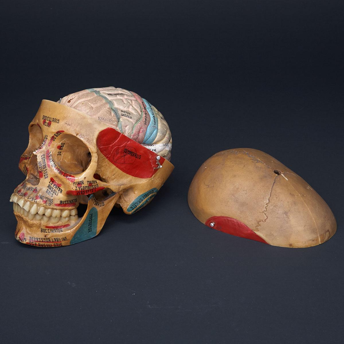 Polychromed Resin Anatomical Study Model of Human Skull, Medical Plastics Lab, Texas, mid 20th century