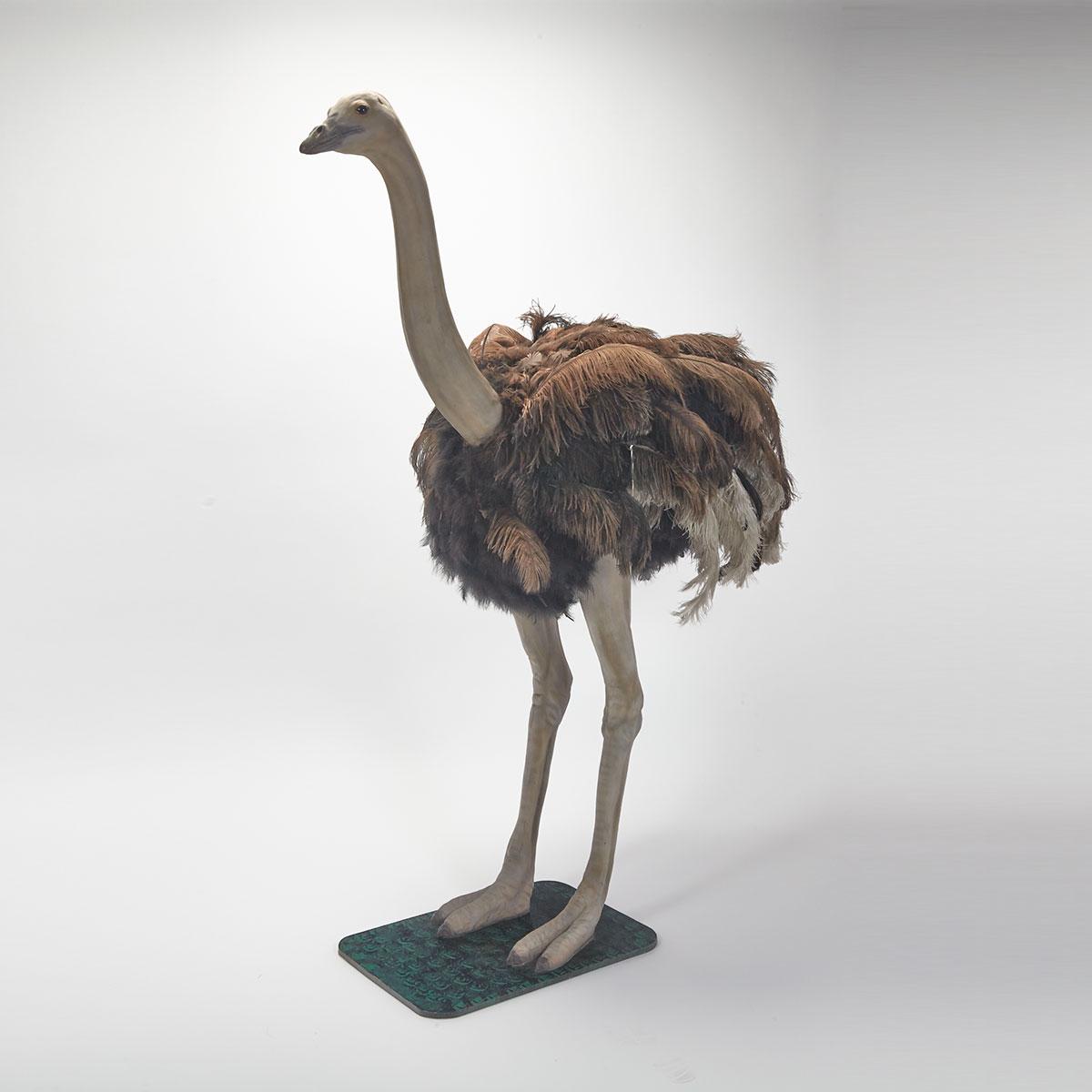 Resin, Feather and Glass Model of an Ostrich by Ryan McCullagh, 20th  century