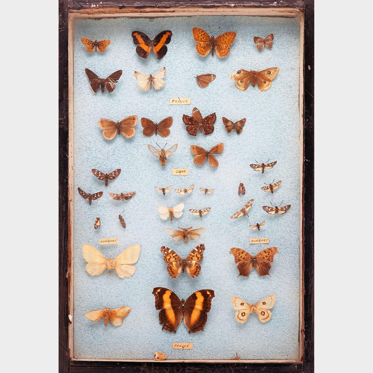 Six Victorian Lepidopterological Cases, 19th century