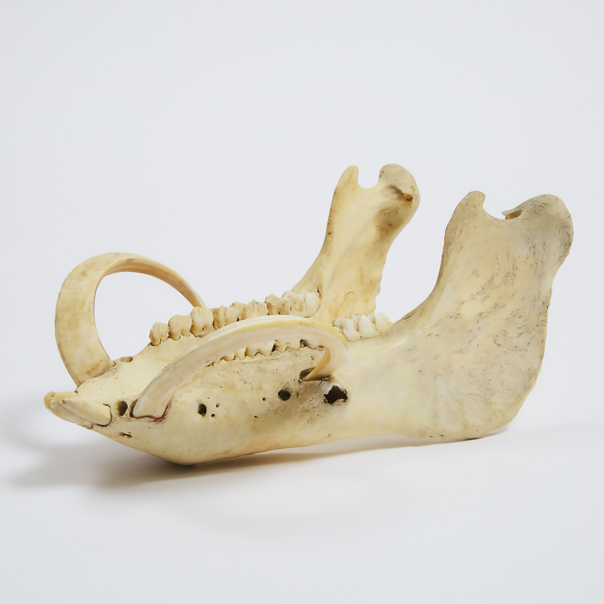 Australian Wild Boar Jawbone with Tusks, early-mid 20th century