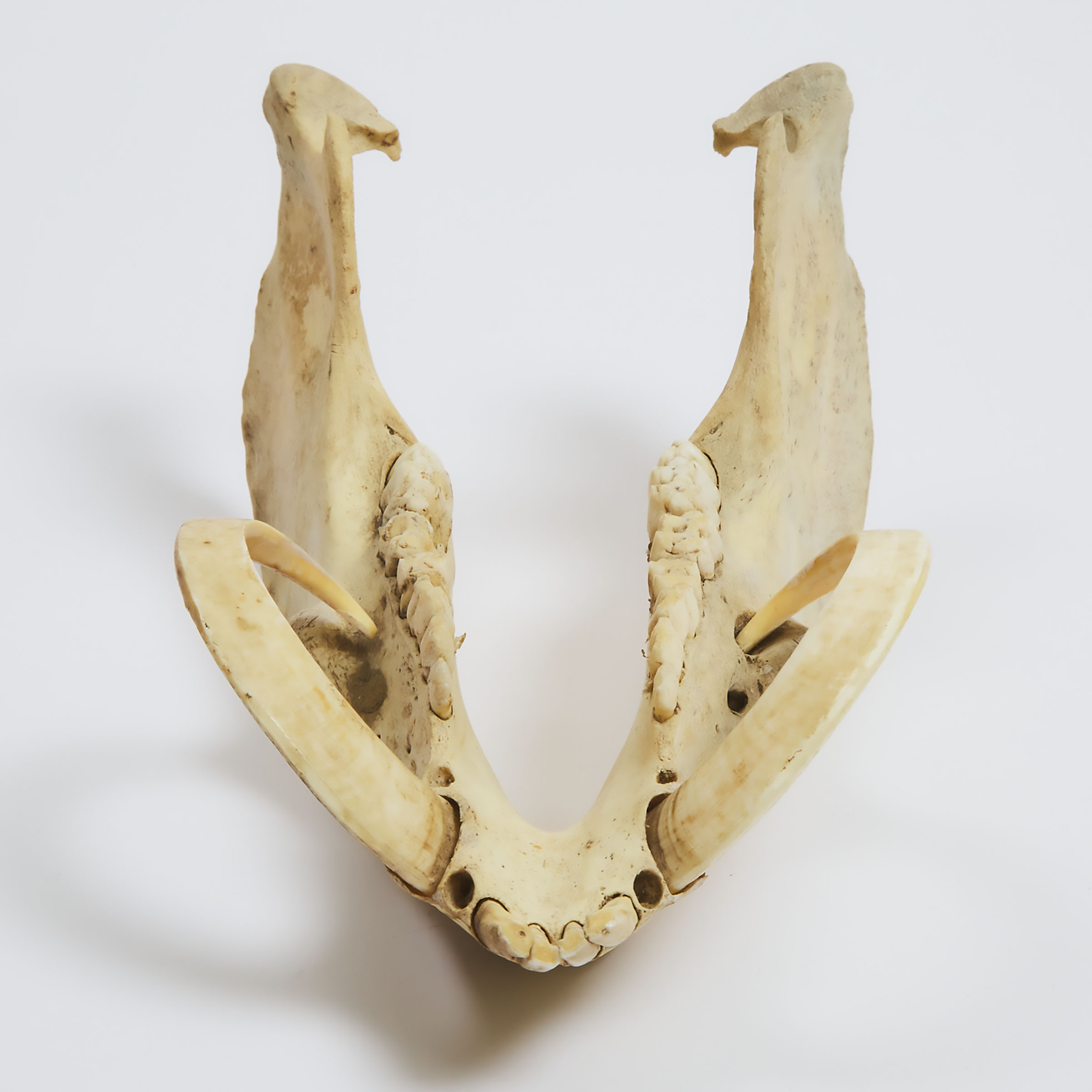 Australian Wild Boar Jawbone with Tusks, early-mid 20th century