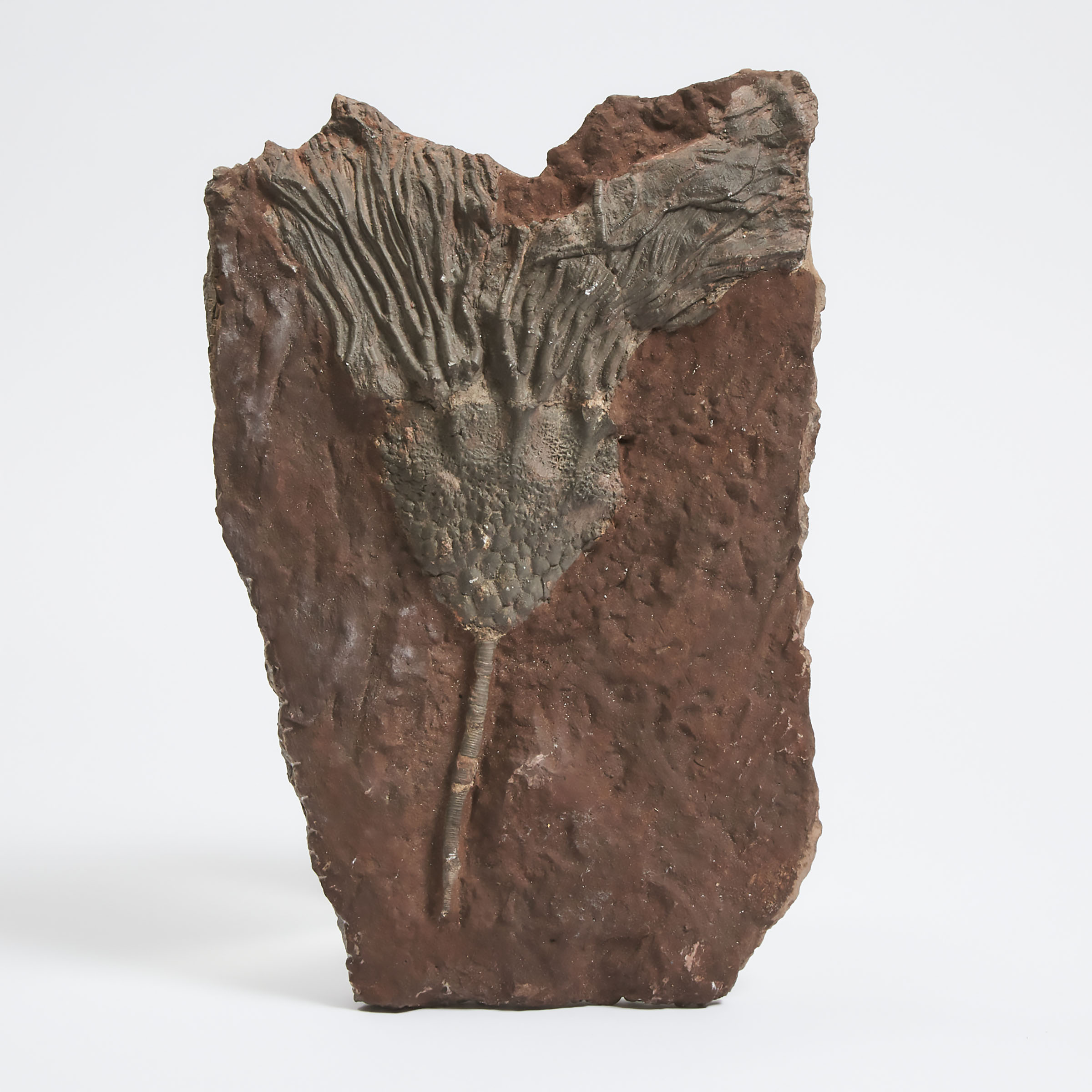Ordovician Period Fossilized Crinoid, Morocco