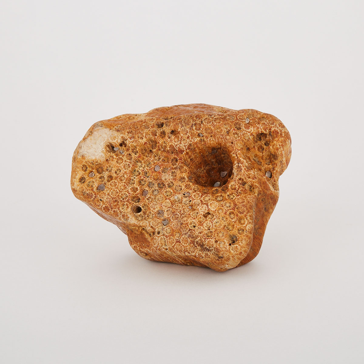 A Fossilized Coral Fragment