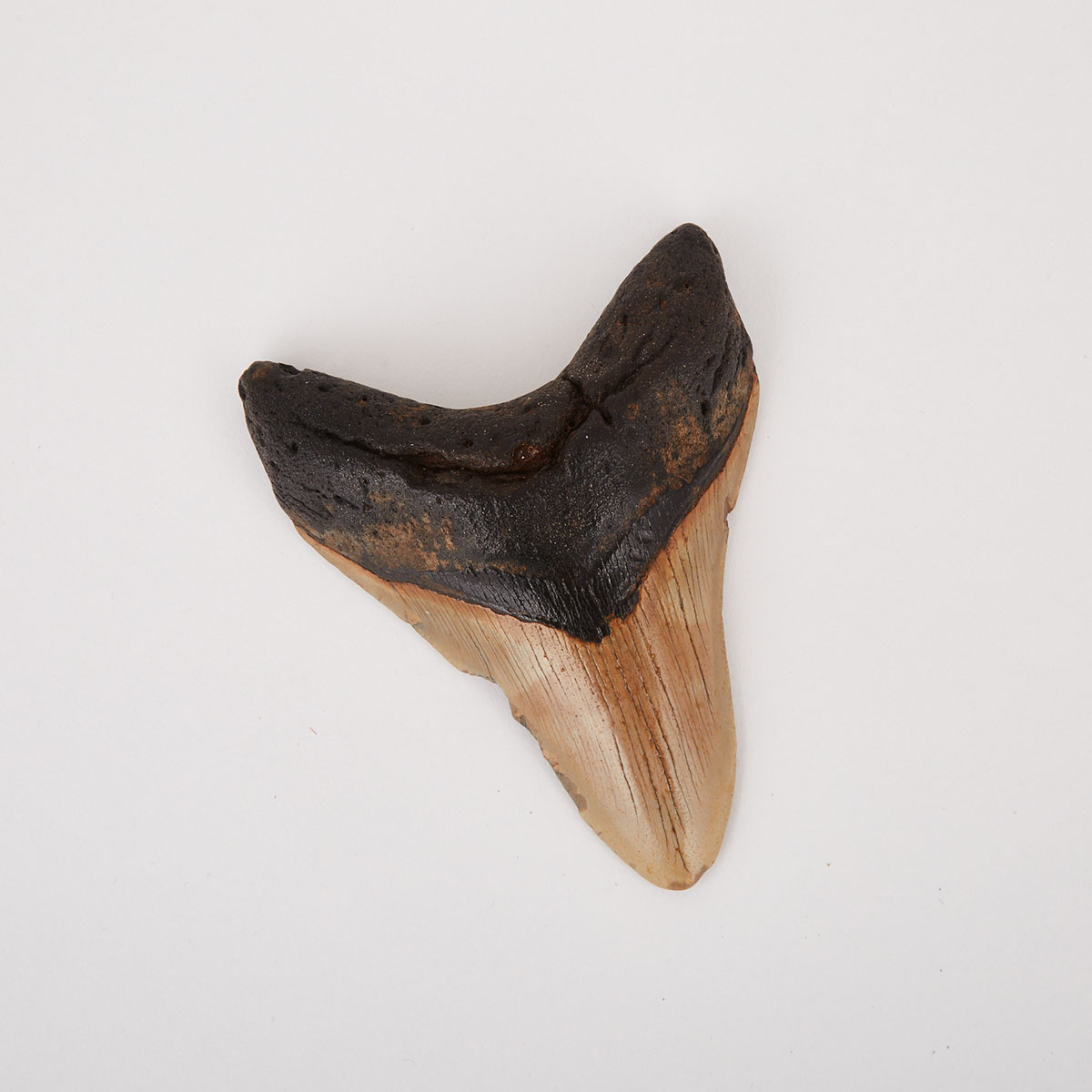A Petrified Shark’s Tooth