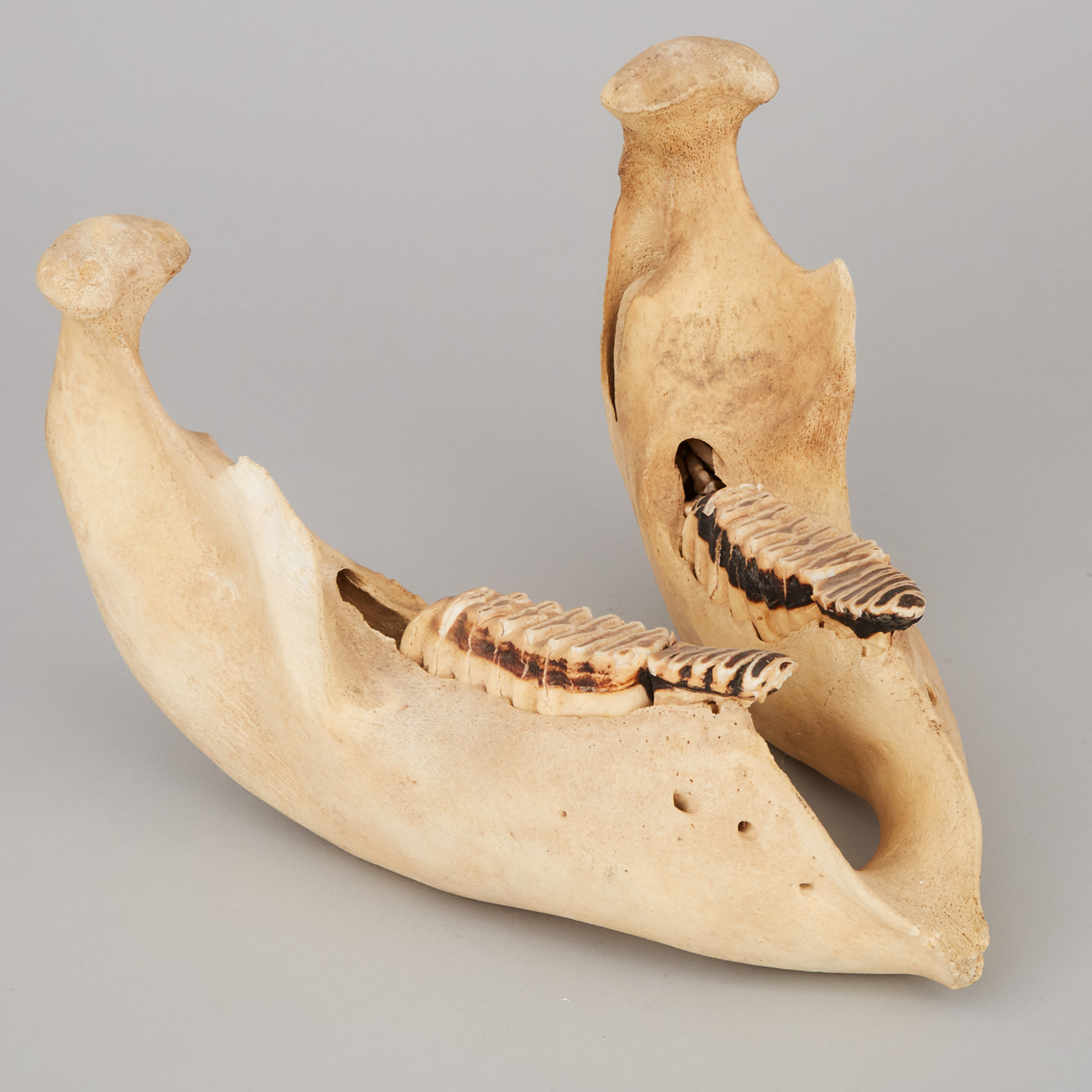 Juvenile Elephant Jawbone, early 20th century