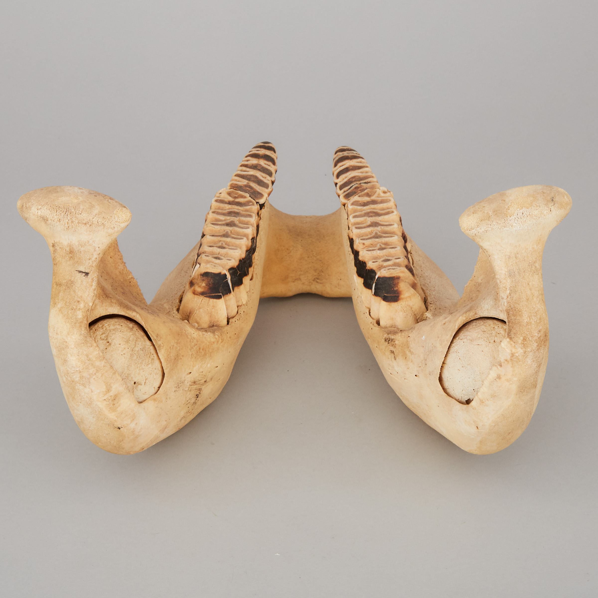 Juvenile Elephant Jawbone, early 20th century
